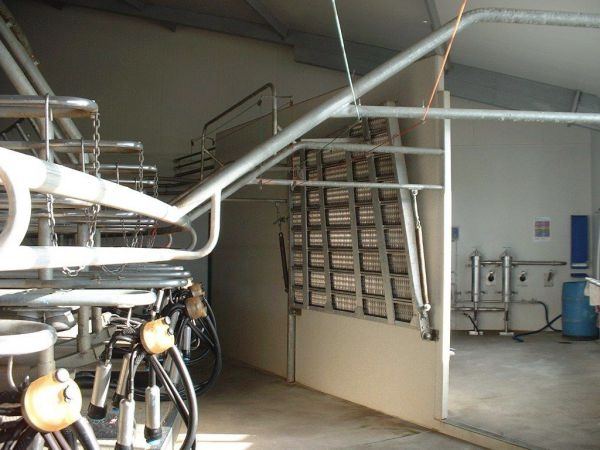 Milking shed interior with cup clusters